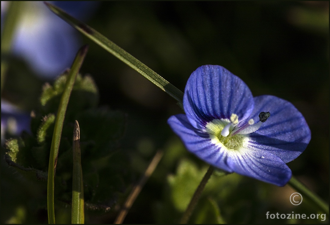 Perzijska čestoslavica