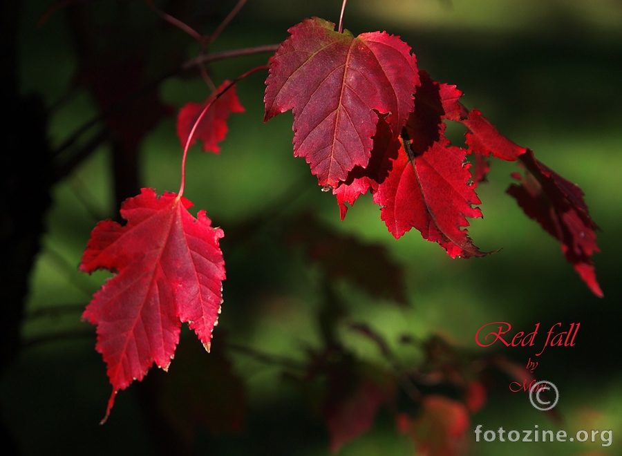 Red fall