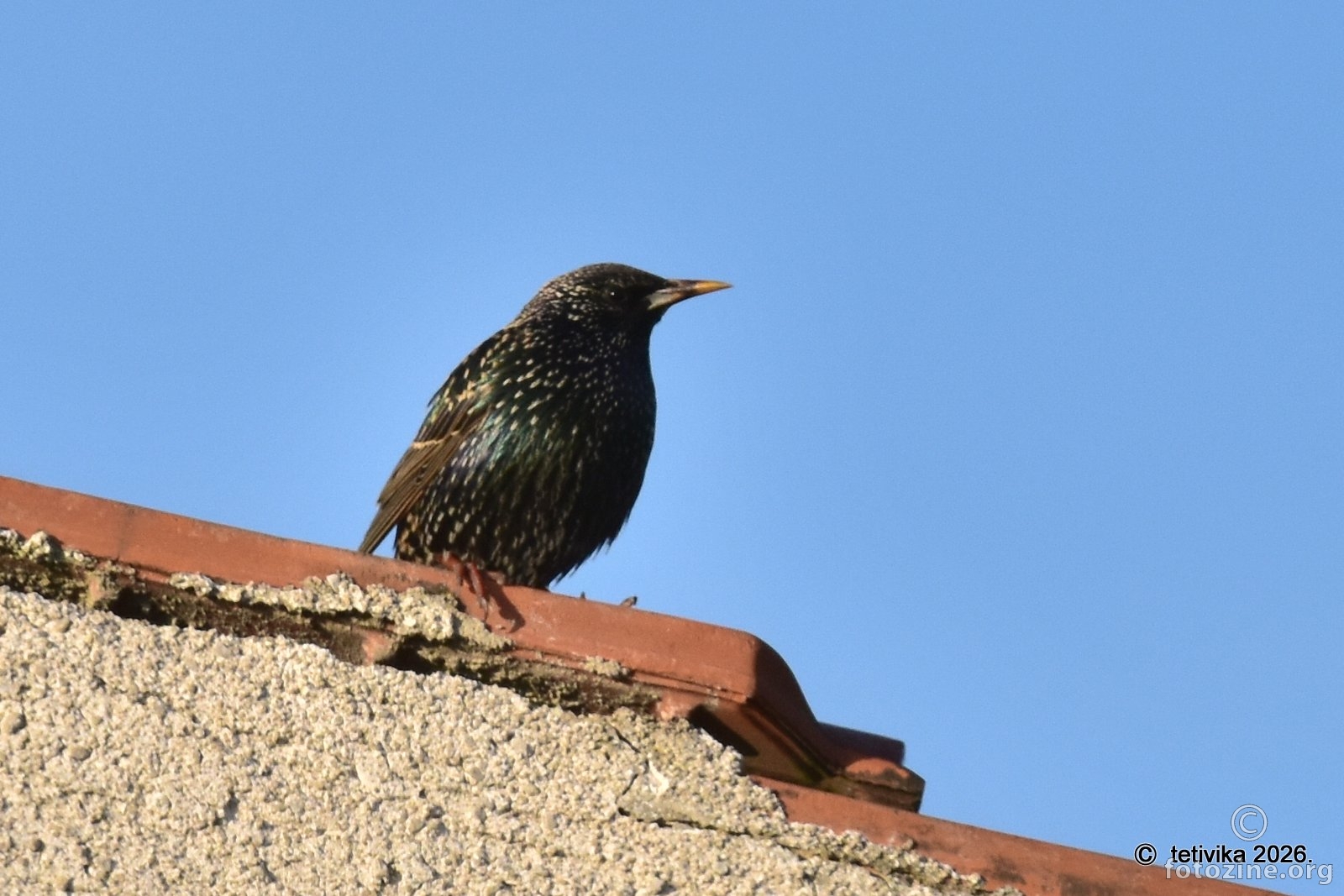 Čvorak, Sturnus vulgaris