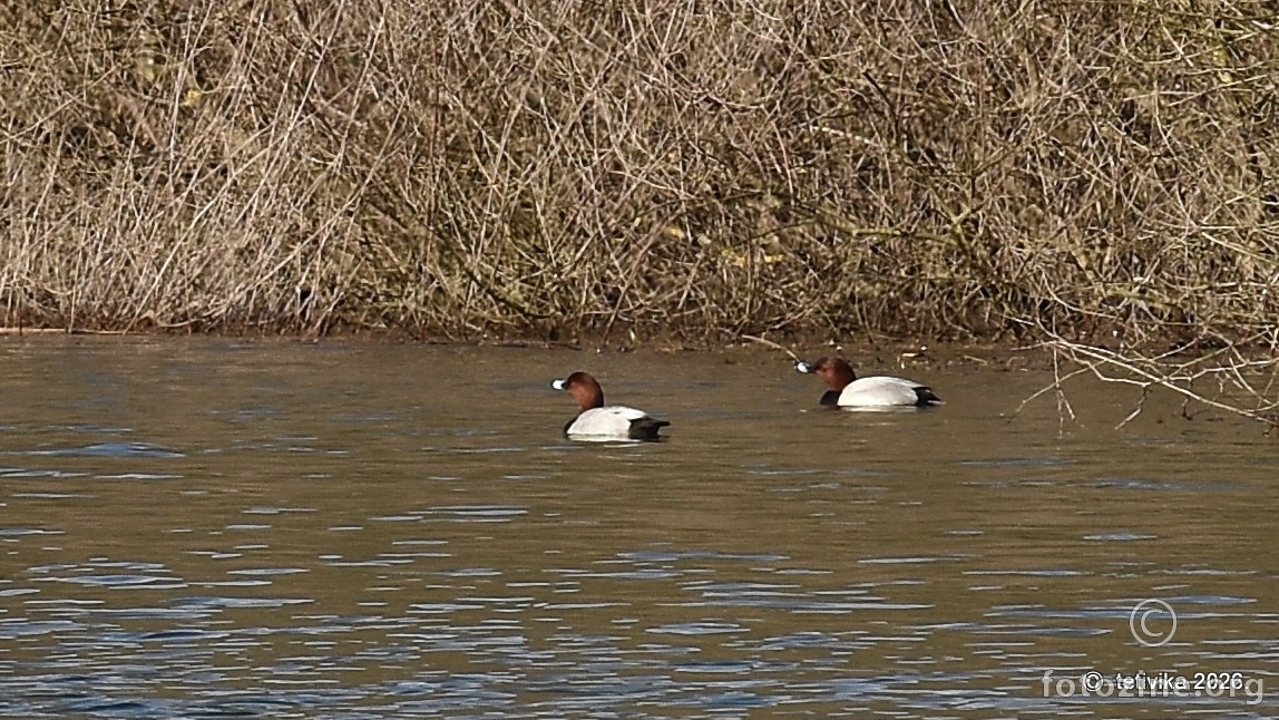 Glavata patka, Aythya ferina