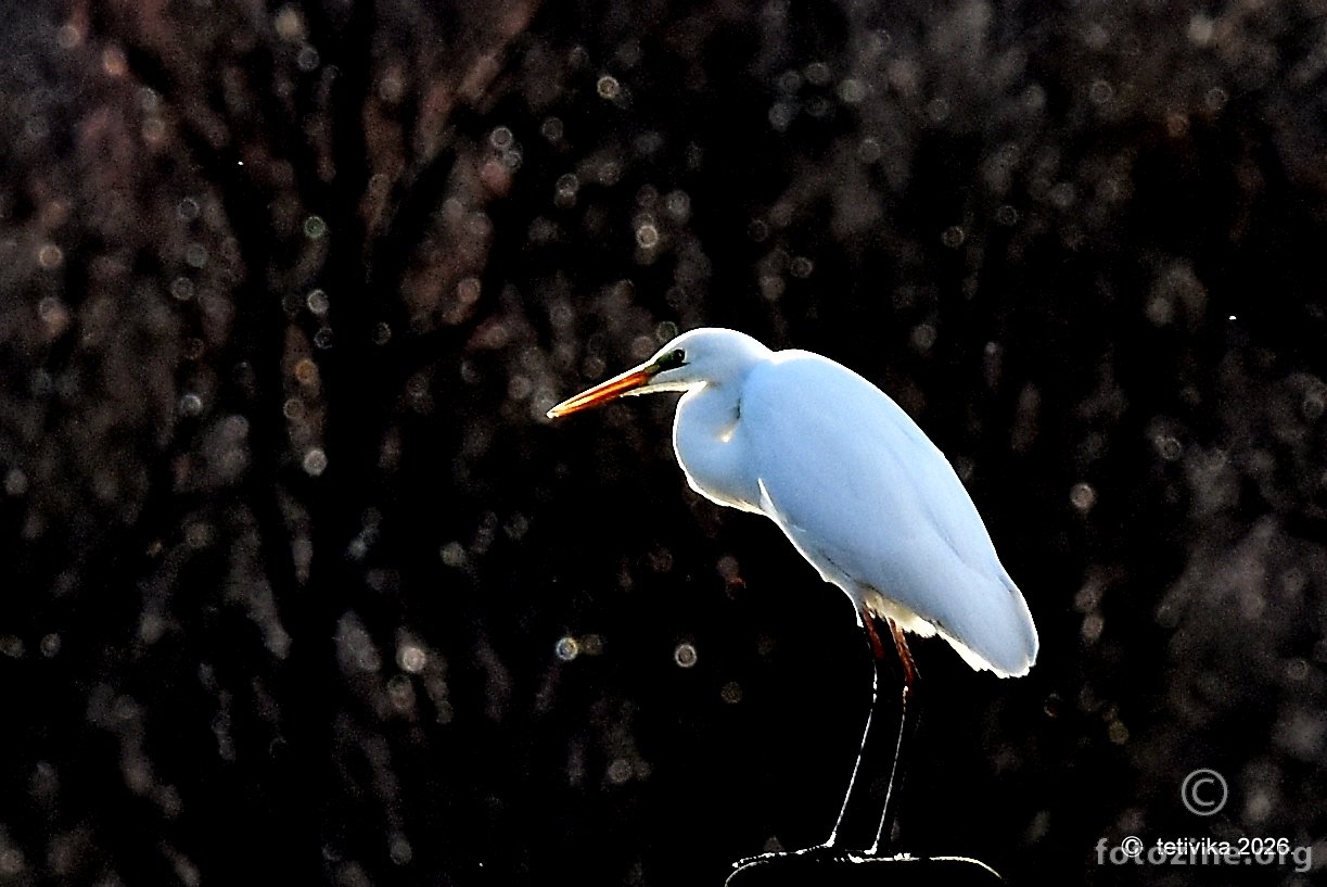 Velika bijela čaplja, Ardea alba
