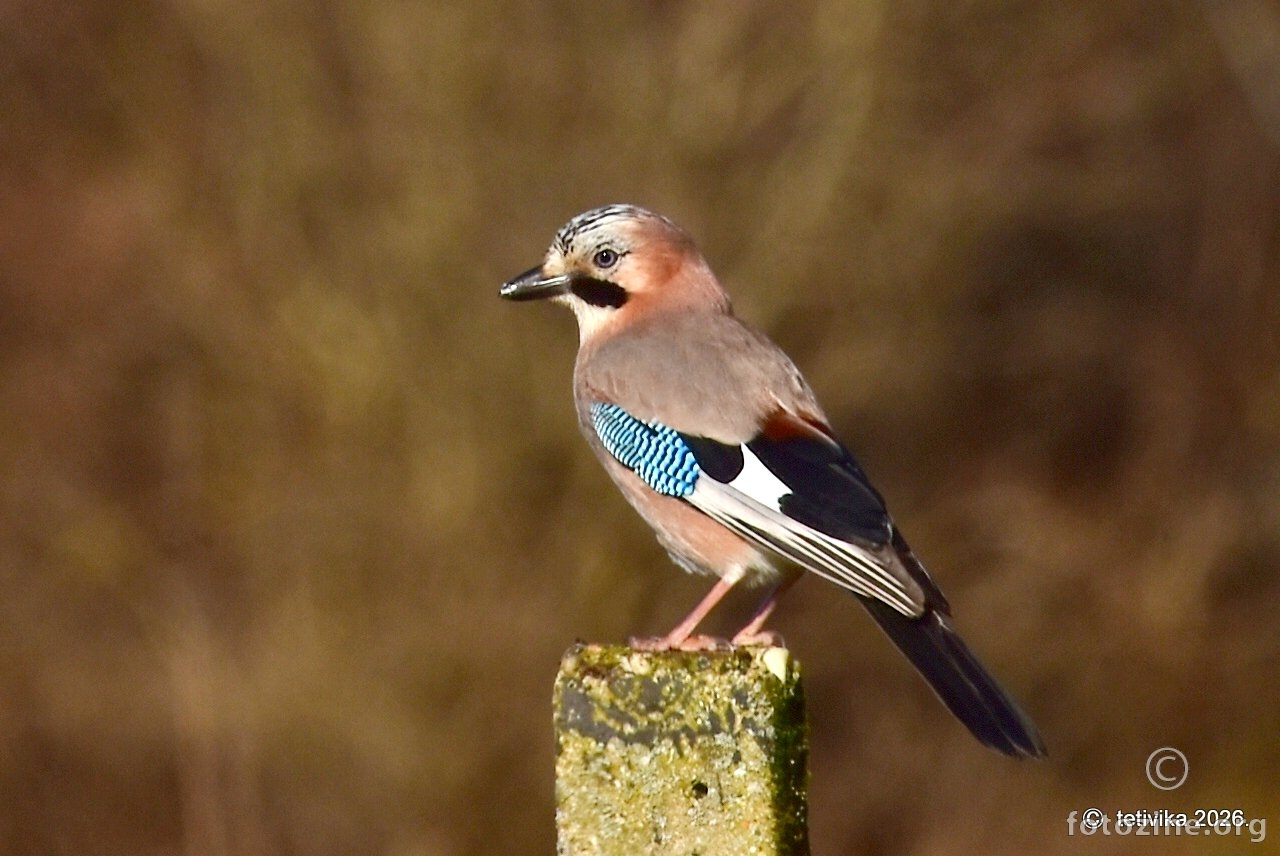 Šojka, Garrulus glandarius 