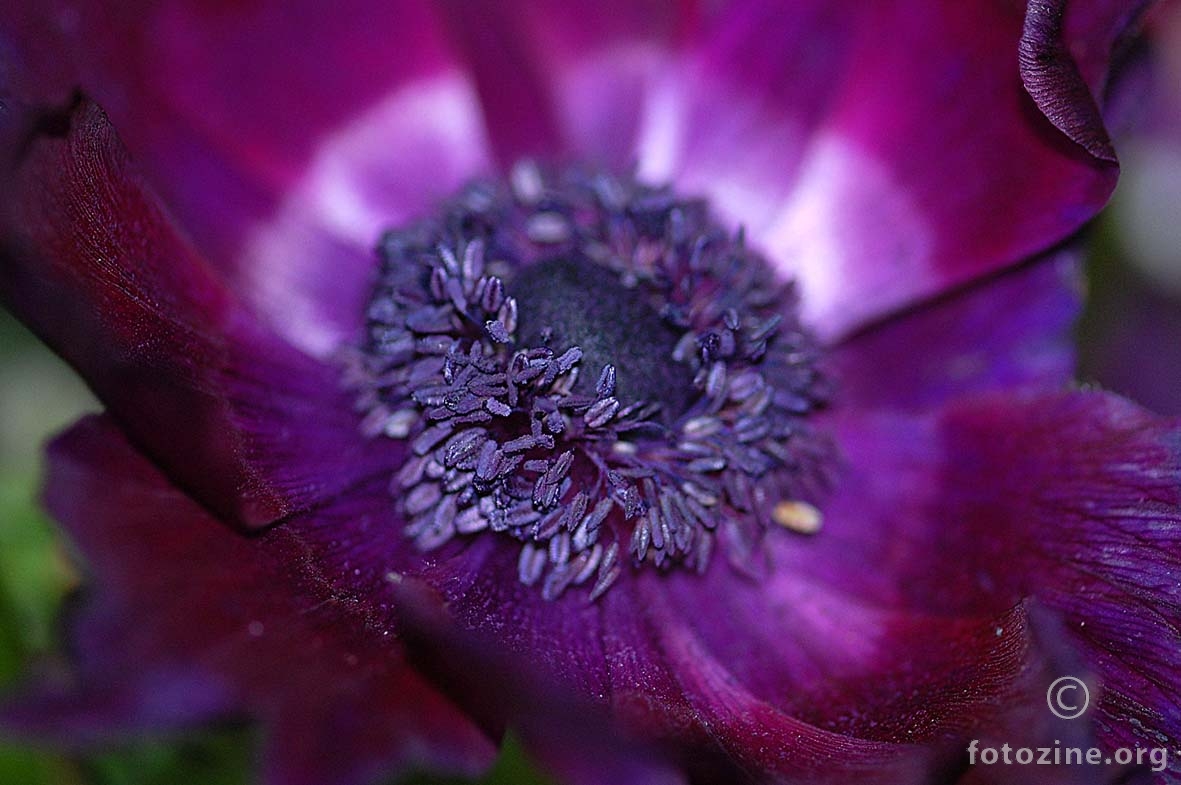 srce anemone