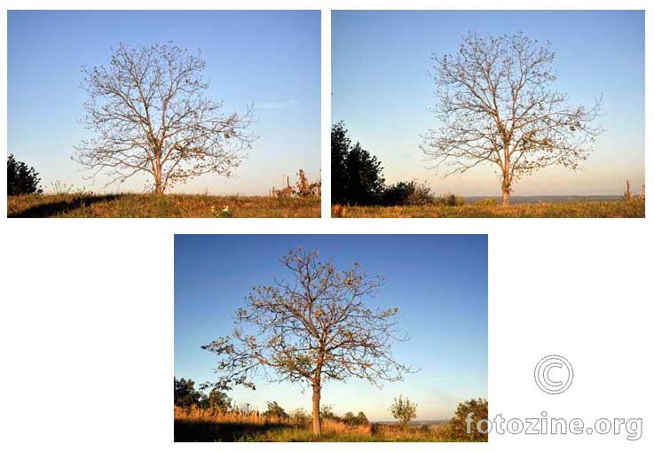 tri gledišta jednog drveta