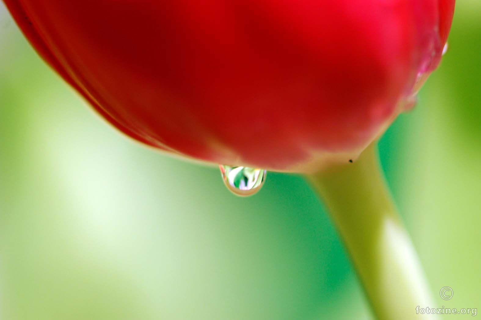 suza tulipana - c