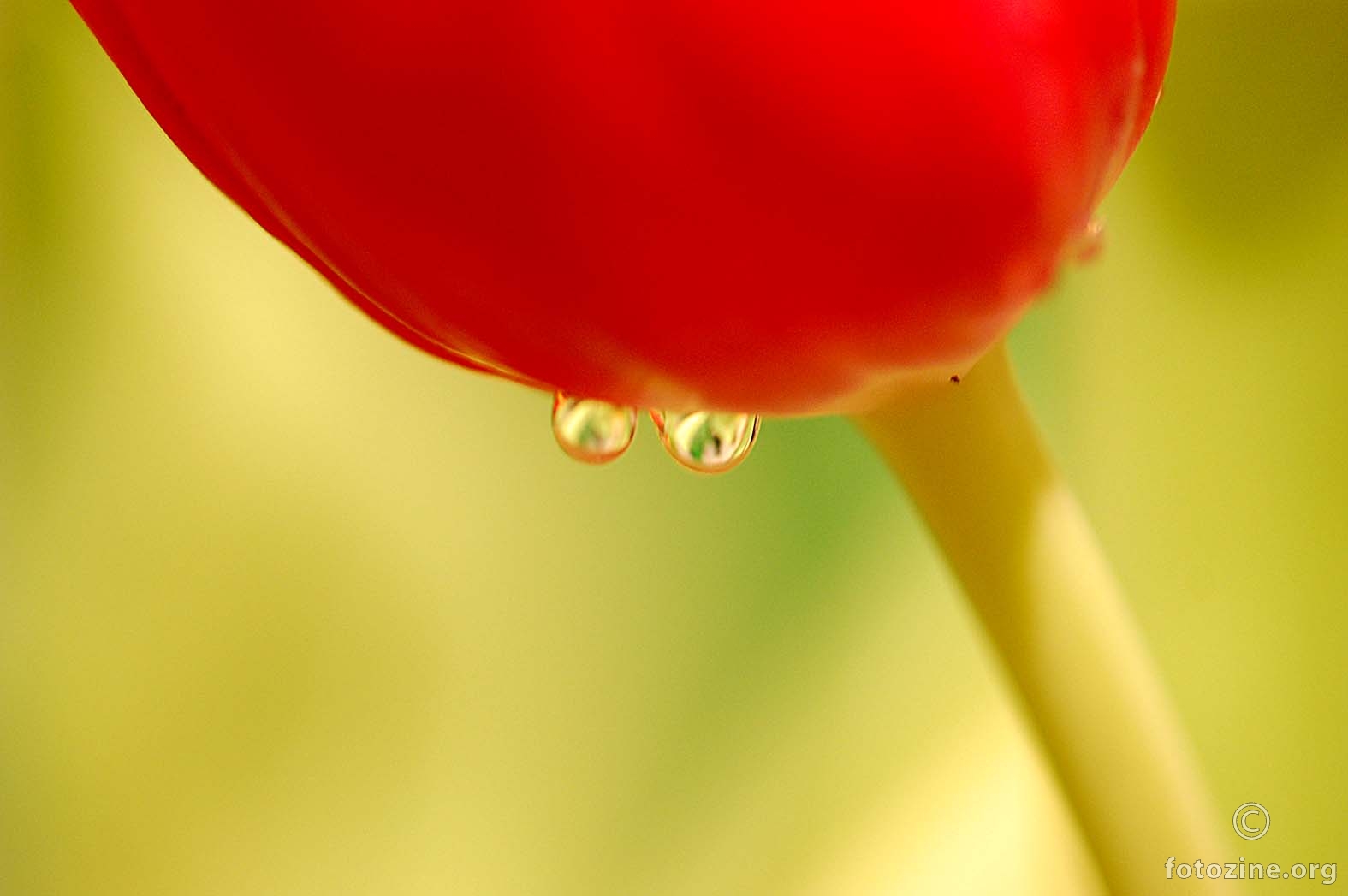 suze tulipana - b