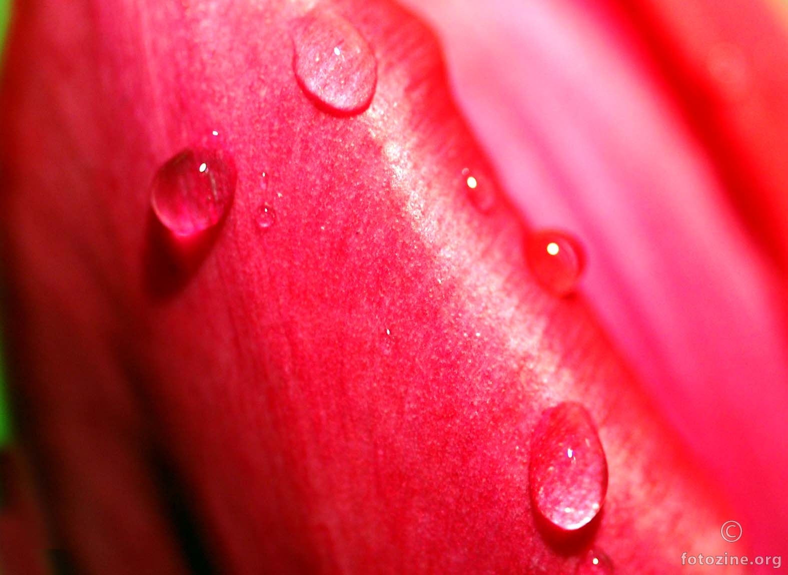 plač tulipana