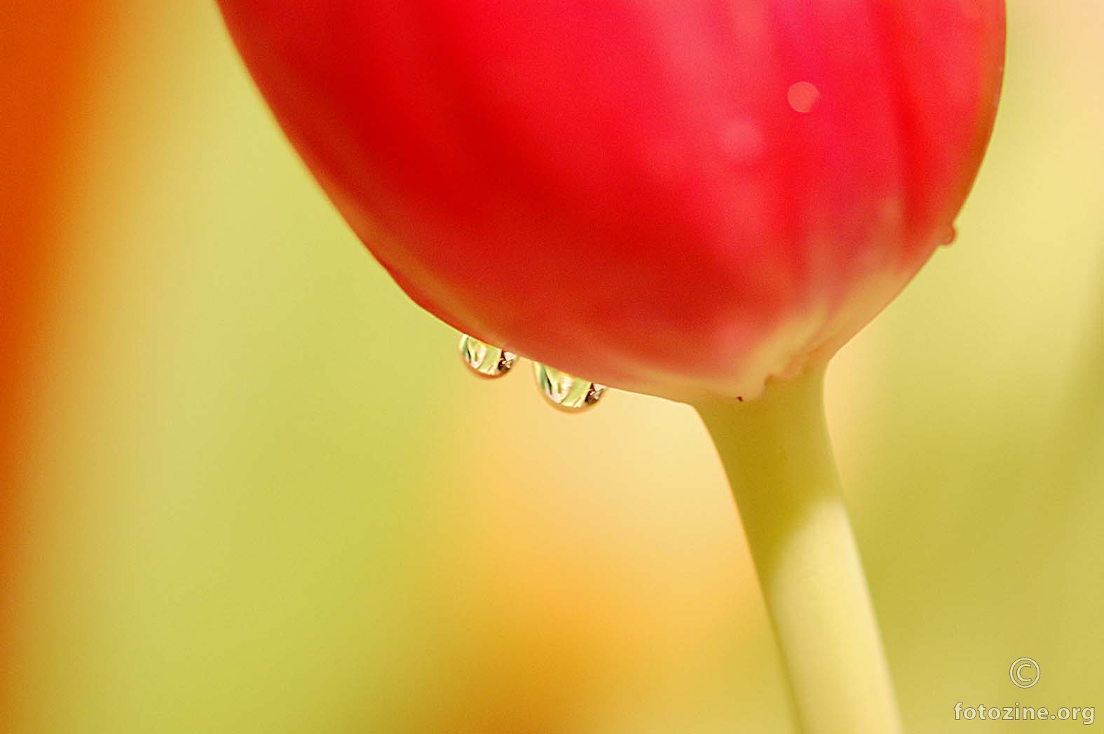 suze tulipana -a