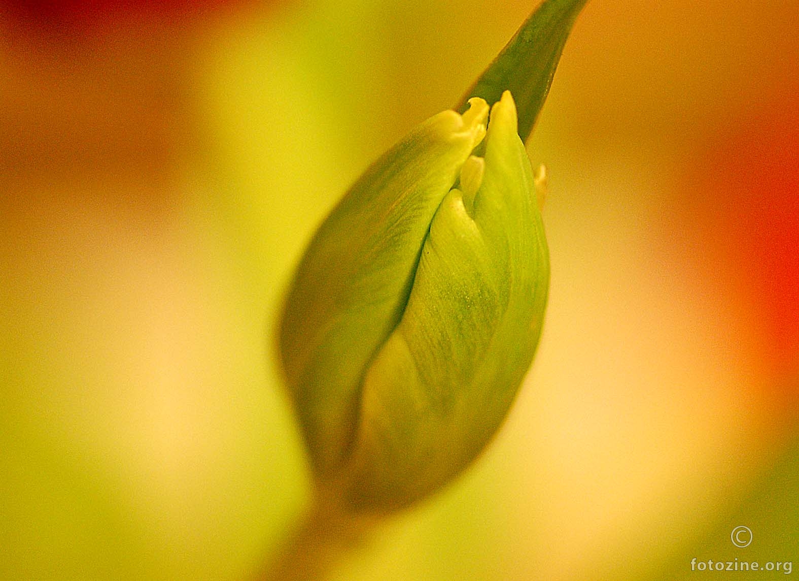 rađanje tulipana...
