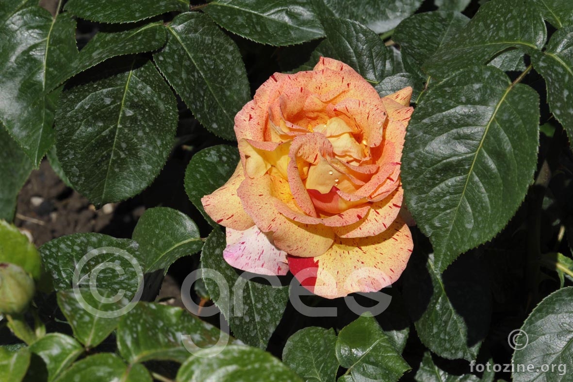 šarena ruža