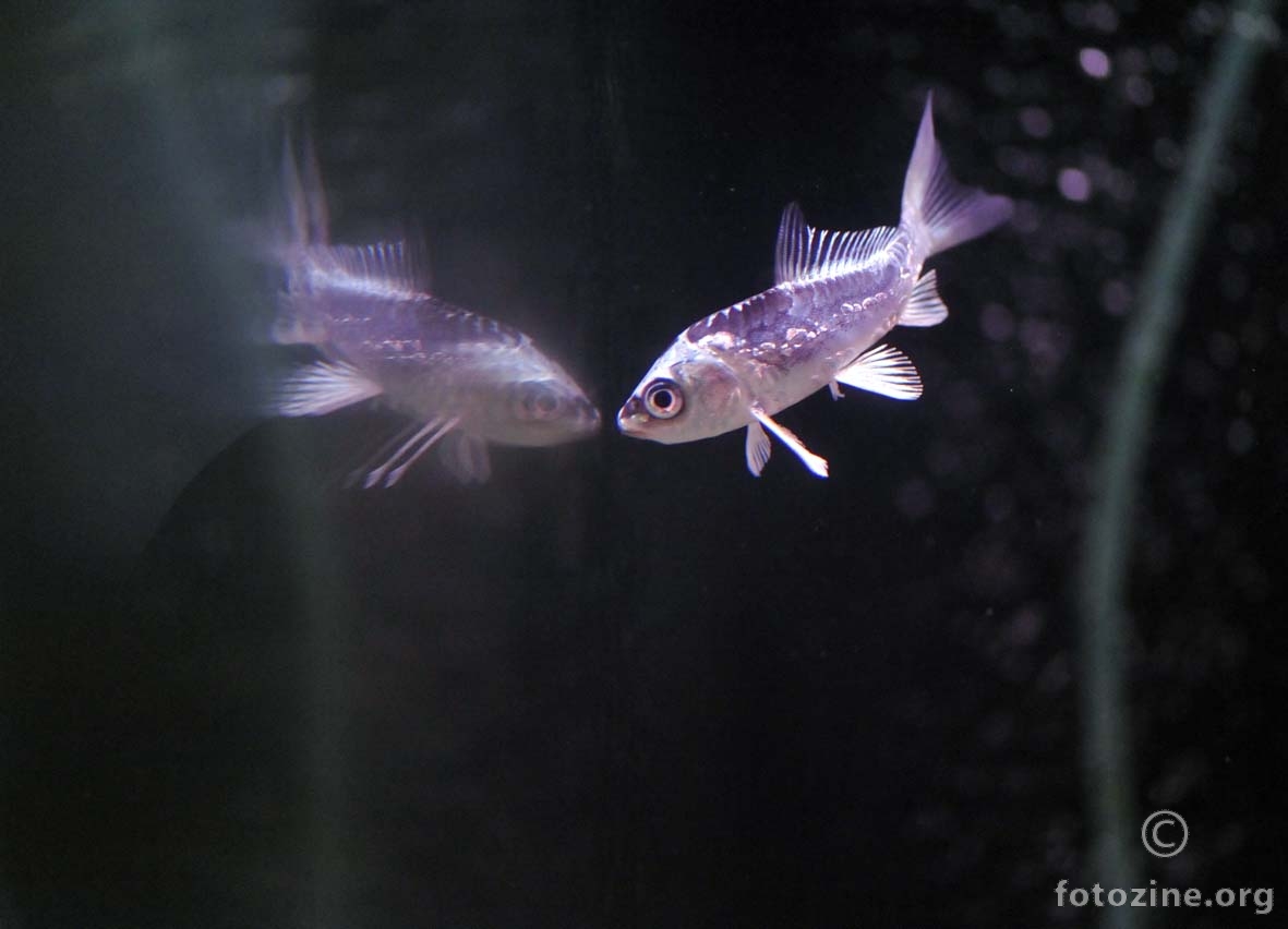 KOI  - nova riba u akvariju
