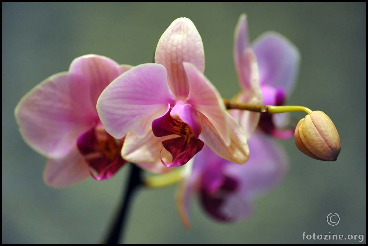 lila -roza orhideja