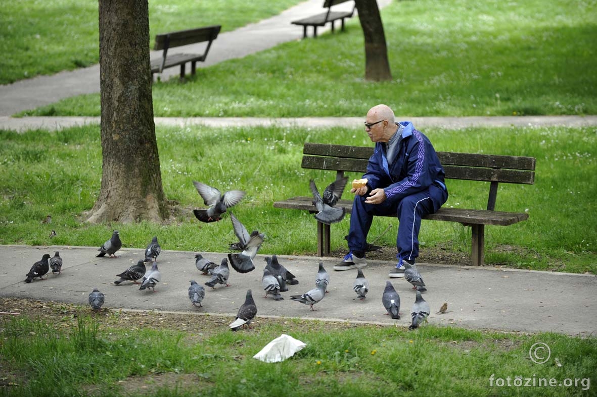 hranitelj golubova...