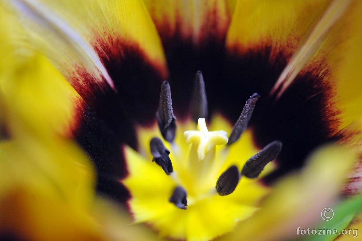 srce tulipana