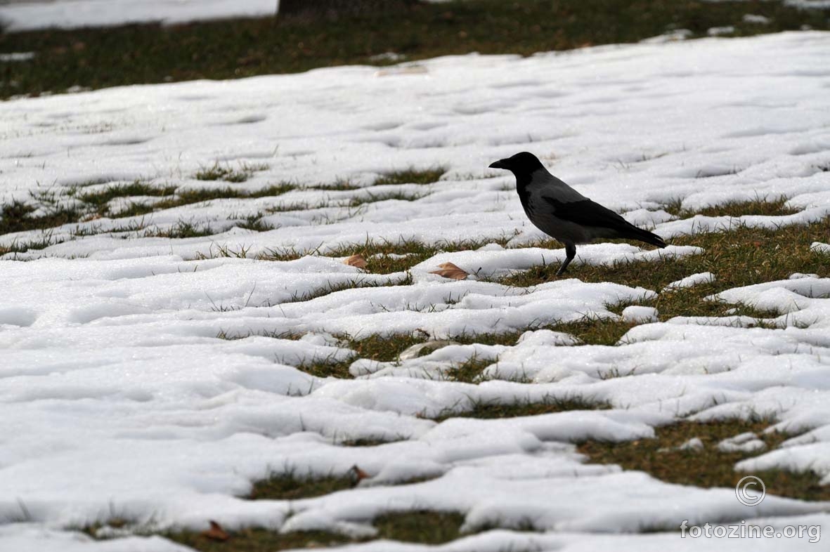 prvi snijeg jedne sive vrane
