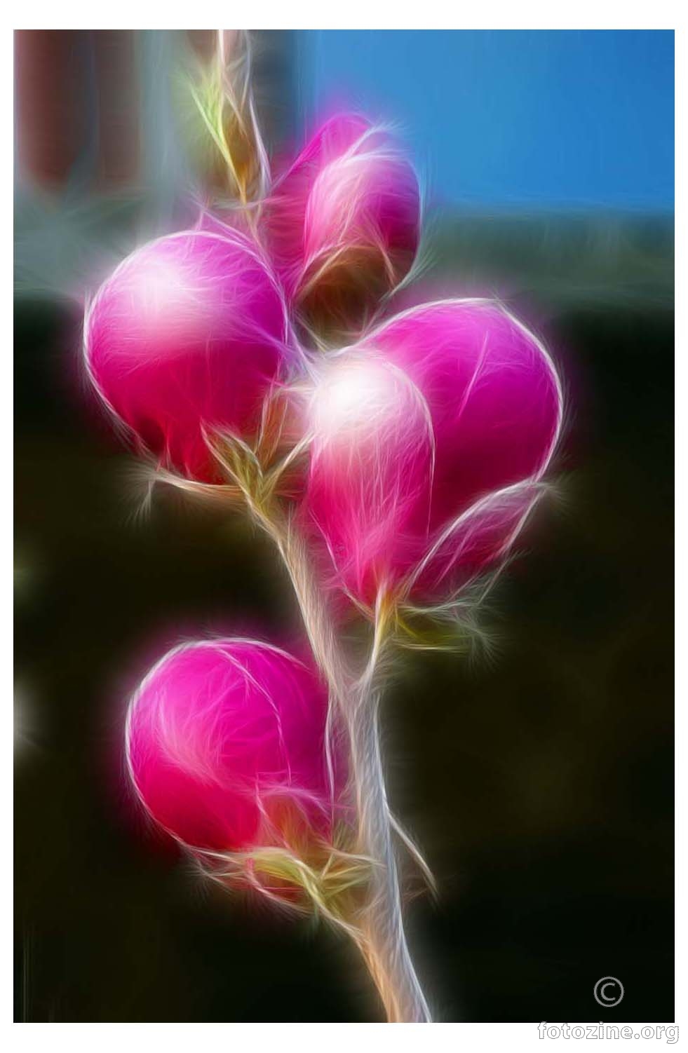 razigrana magnolija
