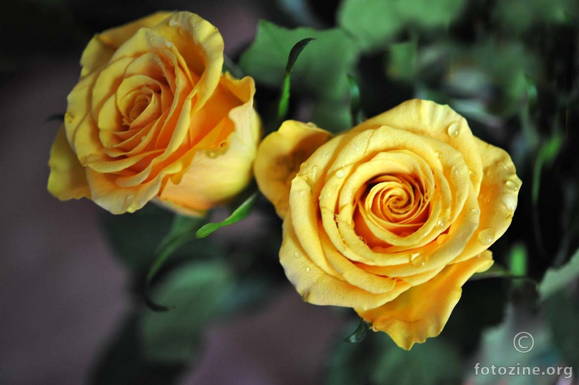 žute ruže iz Texasa 5