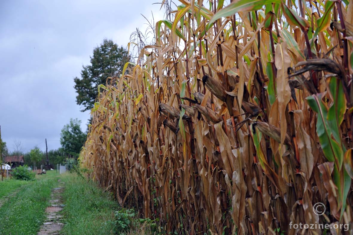 polje kukuruza poslije kiše