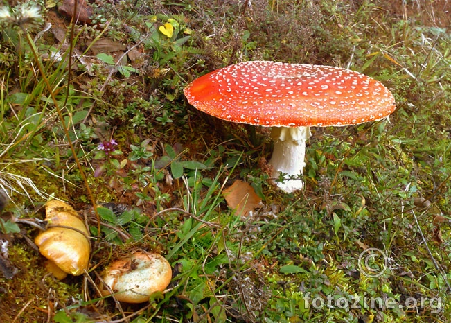 Strumpfoviiiiii gdje steeeeee? :)