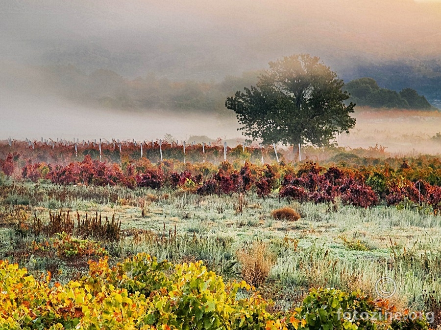 jesen u vinogradu