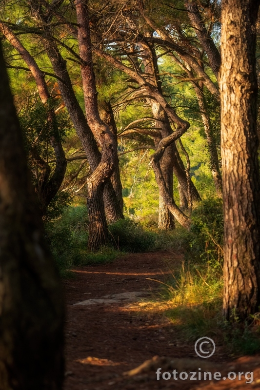 Entovi su zalutali...
