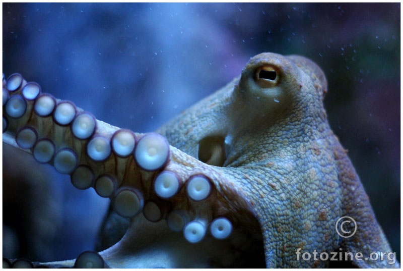 Samo hobotnica
