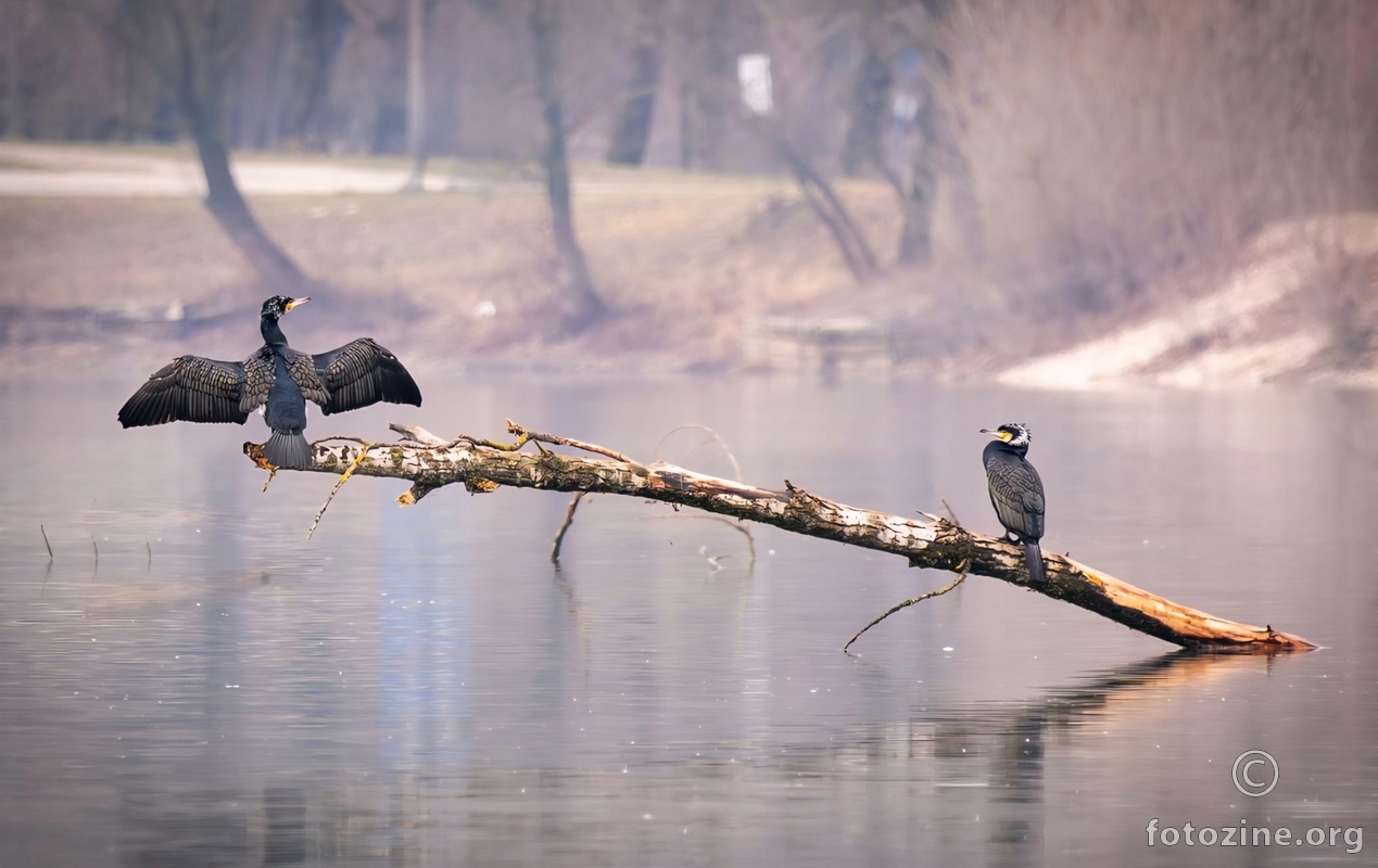 Ekstrovert i introvert