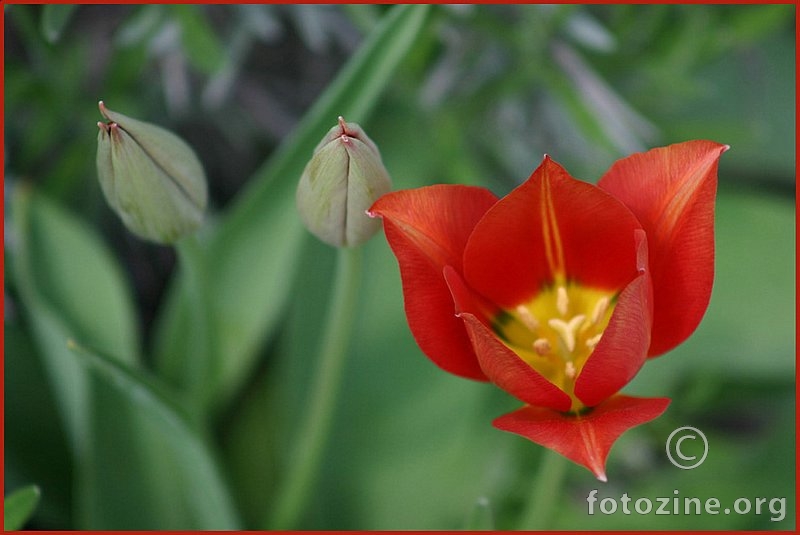 tulipani