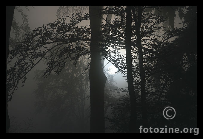 Sunce u magli, magla u šumi