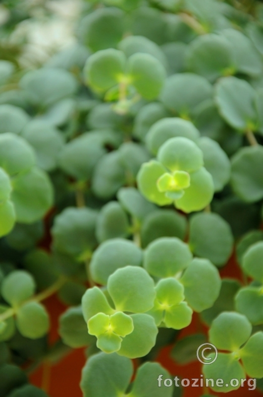 Kak se zove ovo cvijeće?