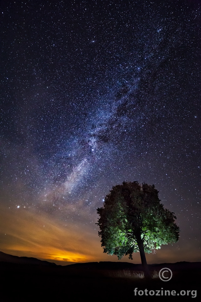 Drvo u svemiru