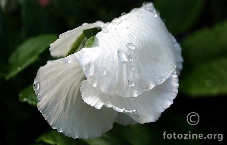  shell flower / poslije kiše