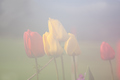 Tulipani u mag…