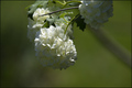 Viburnum - Snj&hellip;