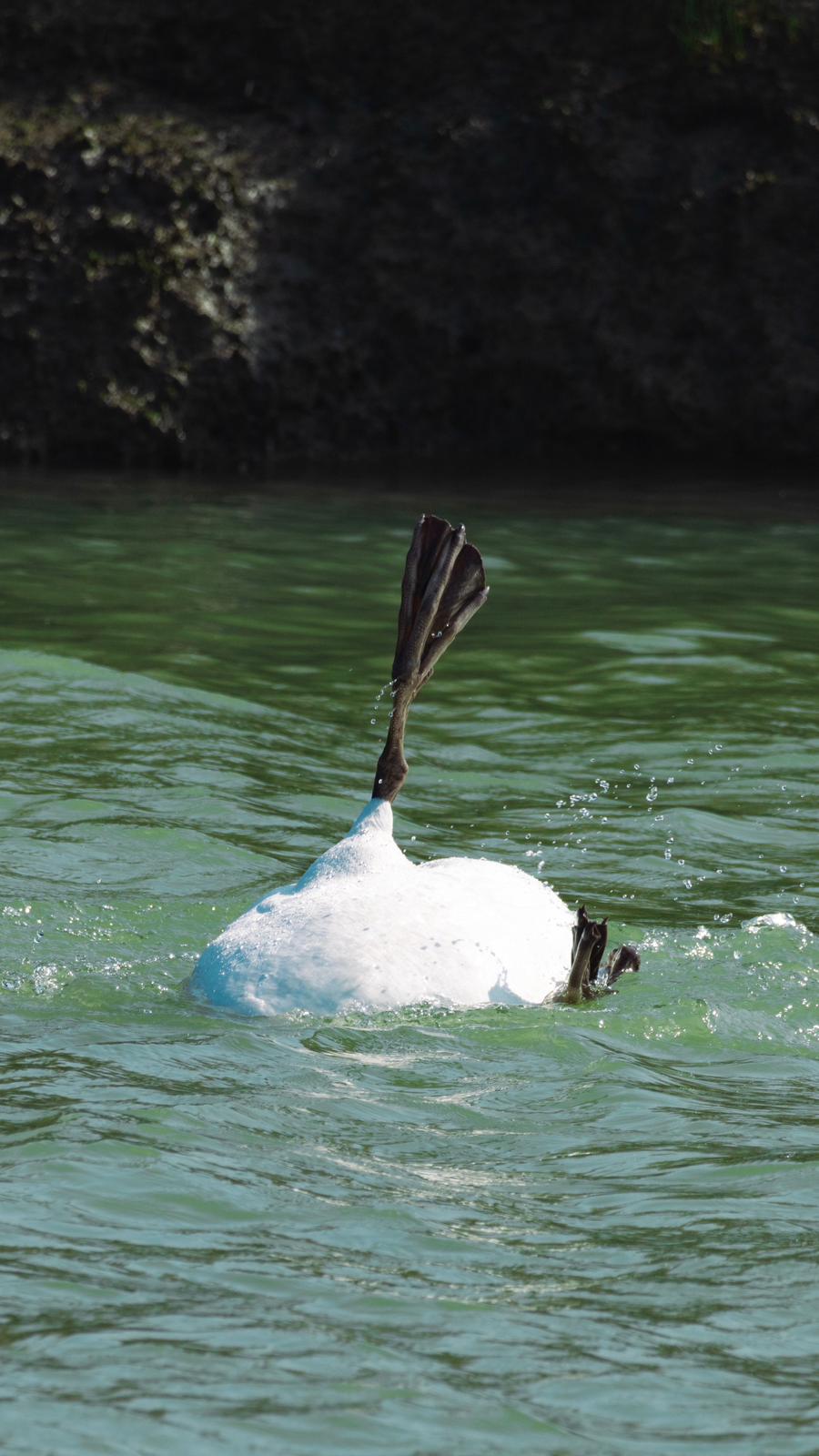 Sinkronizirano plivanje