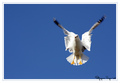 Free Bird