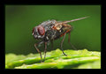 Bzzzzzzzzzzzzz