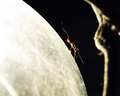 bug on the moon