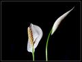 Spathiphyllum