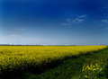 Žuta polja