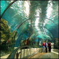 Oceanarium