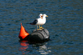 Sea-gulls