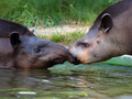 nosonje