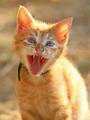 Tigar s proble&hellip;