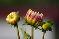 Dahlia Blooms …