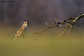 Škanjac-Buteo …