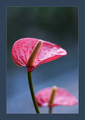 Anthurium  2