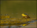 tricolor frog