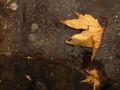 autumn picture