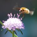 Bombylius majo…